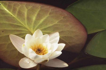 Aquatic plants
